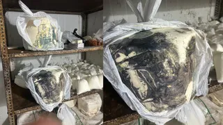 In Rajkot, 3 dairy seals were caught compromising the health of the people, a quantity of cream and cheese that was infected with the fungus that caused people to vomit
