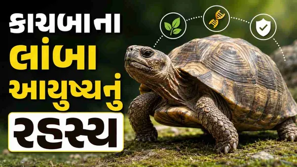 why-do-tortoises-live-for-150-to-200-years-the-science-behind-their-long-lifespan