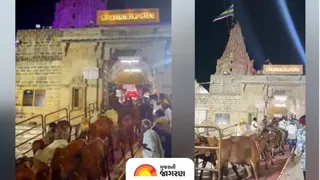 દ્વારકાધીશના દરબારમાં ગૌધન: 21 દિવસની પદયાત્રા કરી દ્વારકા પહોંચી 21 ગૌમાતા, કર્યા જગતગુરુના દર્શન; જુઓ VIDEO