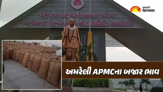 અમરેલી માર્કેટ યાર્ડ ના ભાવ | APMC Amreli Market Yard Bhav | અમરેલી બજાર ભાવ આજના