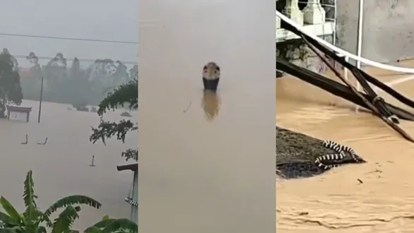 china-flood-900-sankes-escaped-frma-snake-farm-video-goes-viral-sparks-panic