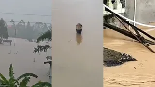 VIDEO VIRAL: વરસાદી આફત વચ્ચે વધુ એક ખતરો, પૂરના પાણીમાં સેંકડો ઝેરીલા સાપ તરતા દેખાતા લોકોમાં દહેશત; જોતા જ કંપારી છૂટી જશે
