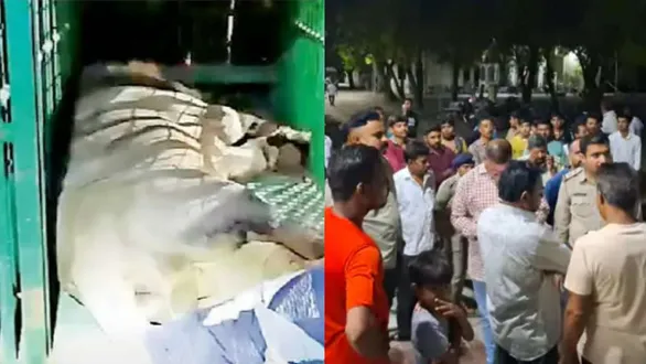 amreli-illegal-lion-sighting-lion-attack-youth-killed-bhagat-lion-lifetime-captivity
