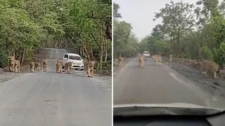 Lion Video: તાલાલા-જામવાળા હાઇવેનો અદભૂત નજારો; એક સાથે 11 સાવજોનું 'મોર્નિંગ વોક જોઇ સૌ કોઇ મંત્રમુગ્ધ થયા
