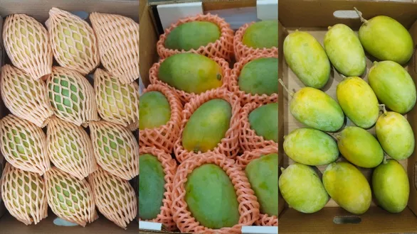 surat-news-south-gujarat-magoes-go-global-181-metric-tones-export-to-21-countries