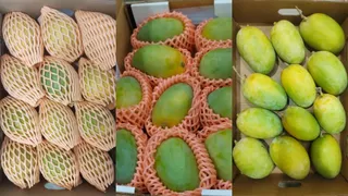 Mango Exports: દક્ષિણ ગુજરાતની સોડમ વૈશ્વિક બજારોમાં મહેકી, 6 મહિનામાં 181 મેટ્રિક ટન કેરીની દુનિયાના 21 દેશોમાં નિકાસ
