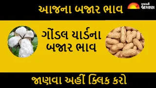 Gondal APMC Price: ગોંડલ માર્કેટિંગ યાર્ડના આજના બજાર ભાવ, 22 જુલાઈ 2026ના ભાવ