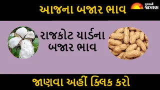 Rajkot APMC Price, 22 July: રાજકોટ માર્કેટયાર્ડના આજના બજાર ભાવ, ધાણાના ભાવમાં તેજી