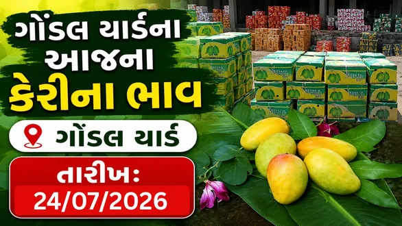 mango-prices-today-in-gondal-market-yard-24-july-2026-check-latest-rates-per-box-10-kg-20-kg