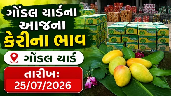 mango-prices-today-in-gondal-market-yard-25-july-2026-check-latest-rates-per-box-10-kg-20-kg