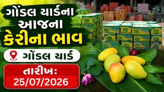 Mango Price In Gondal: ગોંડલ માર્કેટ યાર્ડમાં કેરીની સિઝન અંત તરફ, કેરીની આવકમાં મોટો ઘટાડો
