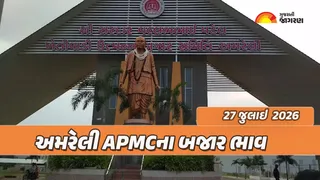 Amreli APMC Price: અમરેલી માર્કેટ યાર્ડના આજના બજાર ભાવ; જાણો કઇ જણસીનો કેટલો ઉંચો ભાવ બોલાયો