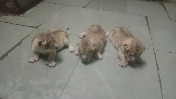rajkot-news-pradyuman-park-zoo-welcomes-3-new-asitic-lion-cubs-total-200