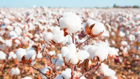 gujarat-kharif-season-2026-sowing-reaches-70-per-cent-cotton-and-groundnut-dominate