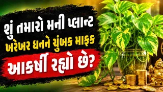 Feng Shui Money Plant Rules: ઘરમાં સુખ-સમૃદ્ધિ લાવવા માટે 'ગોલ્ડન પોથોસ'ના 3 ખાસ નિયમો ધ્યાનમાં રાખજો, નહીંતર બરબાદ થઈ જશો