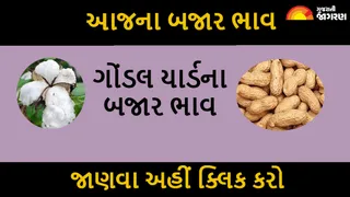 Gondal APMC Price: ગોંડલ માર્કેટિંગ યાર્ડના આજના બજાર ભાવ, ધાણાના ભાવમાં તેજી