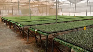 Plug Nursery: પ્લગ નર્સરી ક્ષેત્રે મહેસાણાના માઢી ગામનો ડંકો,  વાર્ષિક રૂ.70 કરોડથી વધુ ધરુના ઉછેર સાથે રૂ.100 કરોડથી વધુનો વ્યવસાય