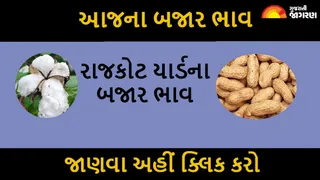 Rajkot APMC Price, 30 July: રાજકોટ માર્કેટયાર્ડના આજના બજાર ભાવ