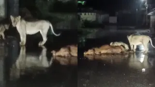 Lion Hunting Video: ધારીના માલસીકા ગામે સિંહ પરિવારના ધામા, ઝરમર વરસાદ વચ્ચે ગામમાં ઘૂસીને પશુનો શિકાર કર્યો