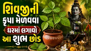 Belpatra Plant Vastu: શ્રાવણ મહિનામાં લગાવો બેલપત્રનો છોડ, વધશે સુખ-સમૃદ્ધિ અને મળશે ભગવાન શિવની કૃપા