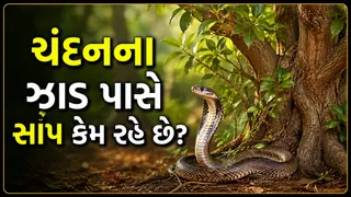 ચંદનના ઝાડની આસપાસ સાપ કેમ જોવા મળે છે? શું ખરેખર ચંદનની સુગંધ તેમને આકર્ષે છે? જાણો હકીકત અને વૈજ્ઞાનિક કારણ