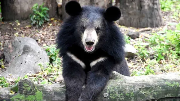 banaskantha-news-bear-attack-near-palanpur-injures-5-people