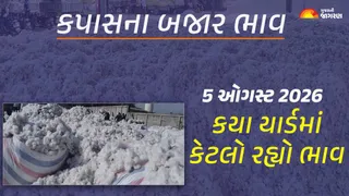 Cotton Price Today in Gujarat: ગુજરાતમાં કપાસના આજના બજાર ભાવ, જાણો કયા યાર્ડમાં ઊંચા નીચા ભાવ શું રહ્યા?