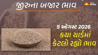 Jeera Price Today in Gujarat: ગુજરાતમાં જીરાના આજના બજાર ભાવ, જાણો કયા યાર્ડમાં ઊંચા નીચા ભાવ શું રહ્યા?