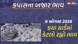 Cotton Price Today in Gujarat: ગુજરાતમાં કપાસના આજના બજાર ભાવ, જાણો કયા યાર્ડમાં ઊંચા નીચા ભાવ શું રહ્યા?