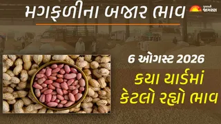 Groundnut Prices in Gujarat (6 August 2026): ગુજરાતમાં મગફળીના આજના બજાર ભાવ, જાણો કયા યાર્ડમાં ઊંચા નીચા ભાવ શું રહ્યા?