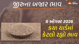 Jeera Price Today in Gujarat: ગુજરાતમાં જીરાના આજના બજાર ભાવ, જાણો કયા યાર્ડમાં ઊંચા નીચા ભાવ શું રહ્યા?