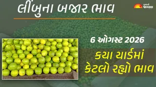 Lemon Prices in Gujarat (6 August 2026): ગુજરાતમાં લીંબુના આજના બજાર ભાવ, જાણો કયા યાર્ડમાં ઊંચા નીચા ભાવ શું રહ્યા?