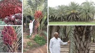 ગાંધીનગરના શાંતિભાઈ પટેલે 1 એકર ખારેકની પ્રાકૃતિક ખેતીમાંથી મેળવી ₹6 લાખની કમાણી