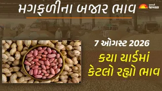 Groundnut Prices in Gujarat (7 August 2026): ગુજરાતમાં મગફળીના આજના બજાર ભાવ, જાણો કયા યાર્ડમાં ઊંચા નીચા ભાવ શું રહ્યા?