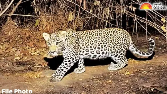 leopard-attacks-8yearold-girl-sleeping-in-house-in-jaljivadi-village-of-dhari-seriously-injured