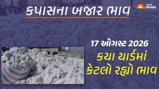Cotton Price Today in Gujarat: ગુજરાતમાં કપાસના આજના બજાર ભાવ, જાણો કયા યાર્ડમાં ઊંચા નીચા ભાવ શું રહ્યા?