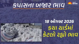 Cotton Price Today in Gujarat: ગુજરાતમાં કપાસના આજના બજાર ભાવ, જાણો કયા યાર્ડમાં ઊંચા નીચા ભાવ શું રહ્યા?