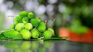 Kantola Benefits: ચોમાસામાં 'કંટોલા'થી મેળવો અઢળક સ્વાસ્થ્ય લાભો, વજન નિયંત્રણ માટે એક ઉત્તમ પ્રાકૃતિક વિકલ્પ