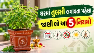 Vastu Upay: ઘરમાં તુલસી લગાવતા પહેલા જાણી લો આ મહત્વના નિયમો, આ દિવસોમાં ભૂલથી પણ ન લગાવો છોડ