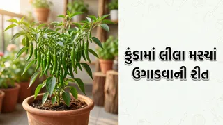 ઘરે લીલા મરચાંનો છોડ કેવી રીતે ઉગાડવો? જાણો બીજ વાવવાથી લઈને સંભાળ સુધીની સરળ રીત