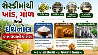 Sugarcane Products Process: શેરડીમાંથી ખાંડ, ગોળ અને ઇથેનોલ કેવી રીતે બને છે? જાણો સંપૂર્ણ પ્રક્રિયા