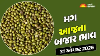 Green Gram Prices in Gujarat (31 August 2026): ગુજરાતમાં મગના આજના બજાર ભાવ, જાણો કયા યાર્ડમાં ઊંચા નીચા ભાવ શું રહ્યા?