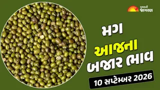 Green Gram Prices in Gujarat (10 September 2026): ગુજરાતમાં 8 યાર્ડના મગના આજના બજાર ભાવ, જાણો કયા યાર્ડમાં ઊંચા નીચા ભાવ શું રહ્યા?
