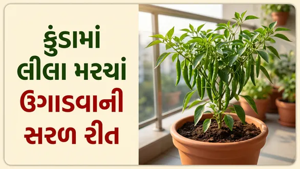 how-to-grow-green-chilli-at-home-from-seeds-green-chilli-plant-care-tips