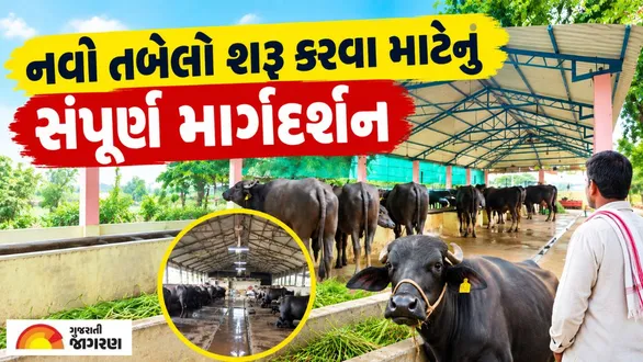 new-dairy-farm-setup-guide-gujarat-tabela-business-plan