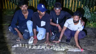 વડોદરા: વરસાદ પડતા જ વન્યજીવો બહાર નીકળ્યા, રેલવે ટ્રેક પરથી મગર તથા શાળા પાસેથી 7 ફૂટના અજગરનું સફળ રેસ્ક્યુ!