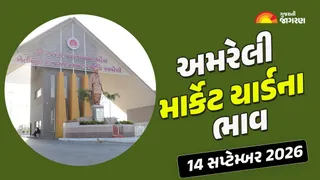 Amreli Market Yard Bhav Today: અમરેલી માર્કેટિંગ યાર્ડમાં કપાસના ભાવ 2045 સુધી બોલાયા; જાણો કઇ જણસીનો કયો ભાવ બોલાયો