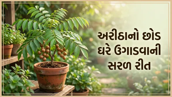 how-to-grow-aritha-reetha-plant-from-seeds-at-home-gardening-tips