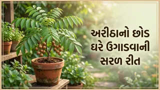 Reetha Plant Growing Tips: ઘરે કુંડામાં આ રીતે ઉગાડો અરીઠાનો છોડ, જાણો બીજથી છોડ તૈયાર કરવાની સરળ રીત