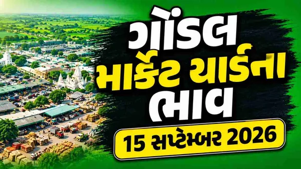 gondal-market-yard-bhav-today-15-september-2026-latest-apmc-mandi-rates